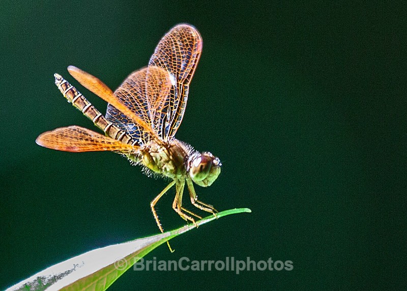 IMG_5556 Dragonfly, Costa Rica - Costa Rican Wildlife