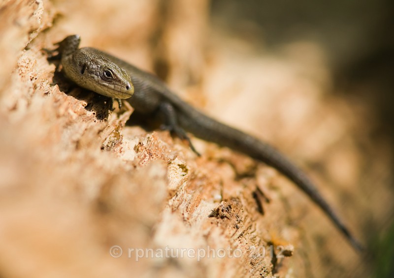 Common Lizard - Lacerta vivipara RPNP0047 - Amphibians & Reptiles