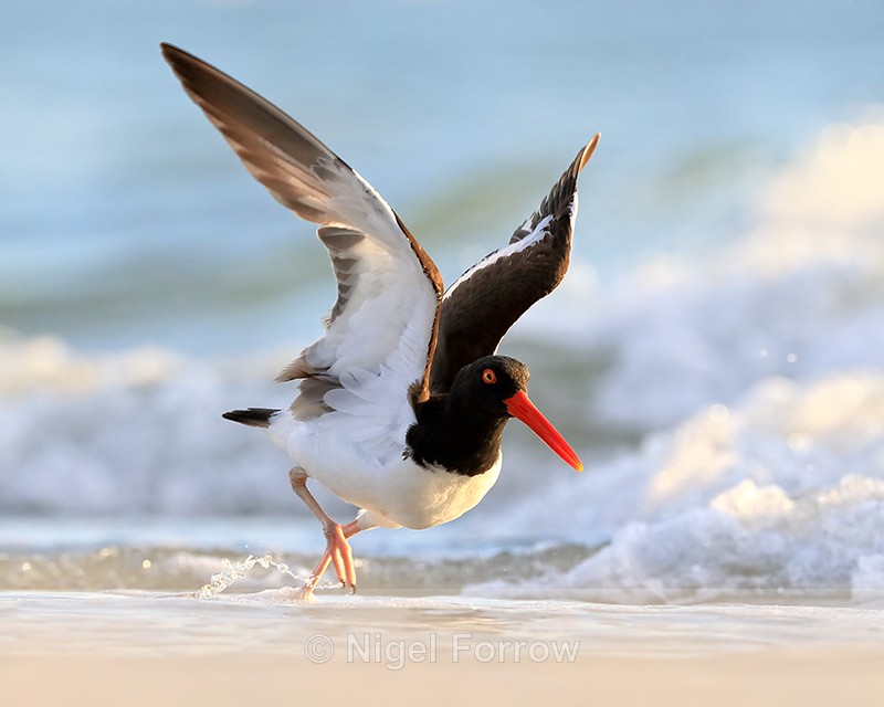 American Oystercatcher prepares to take off, Fort De Soto, Florida - American Oystercatcher