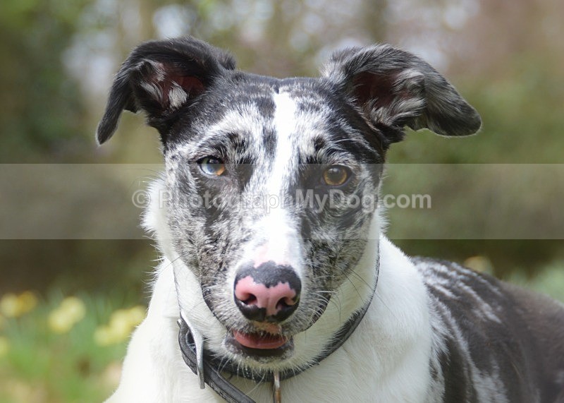  - Lurchers