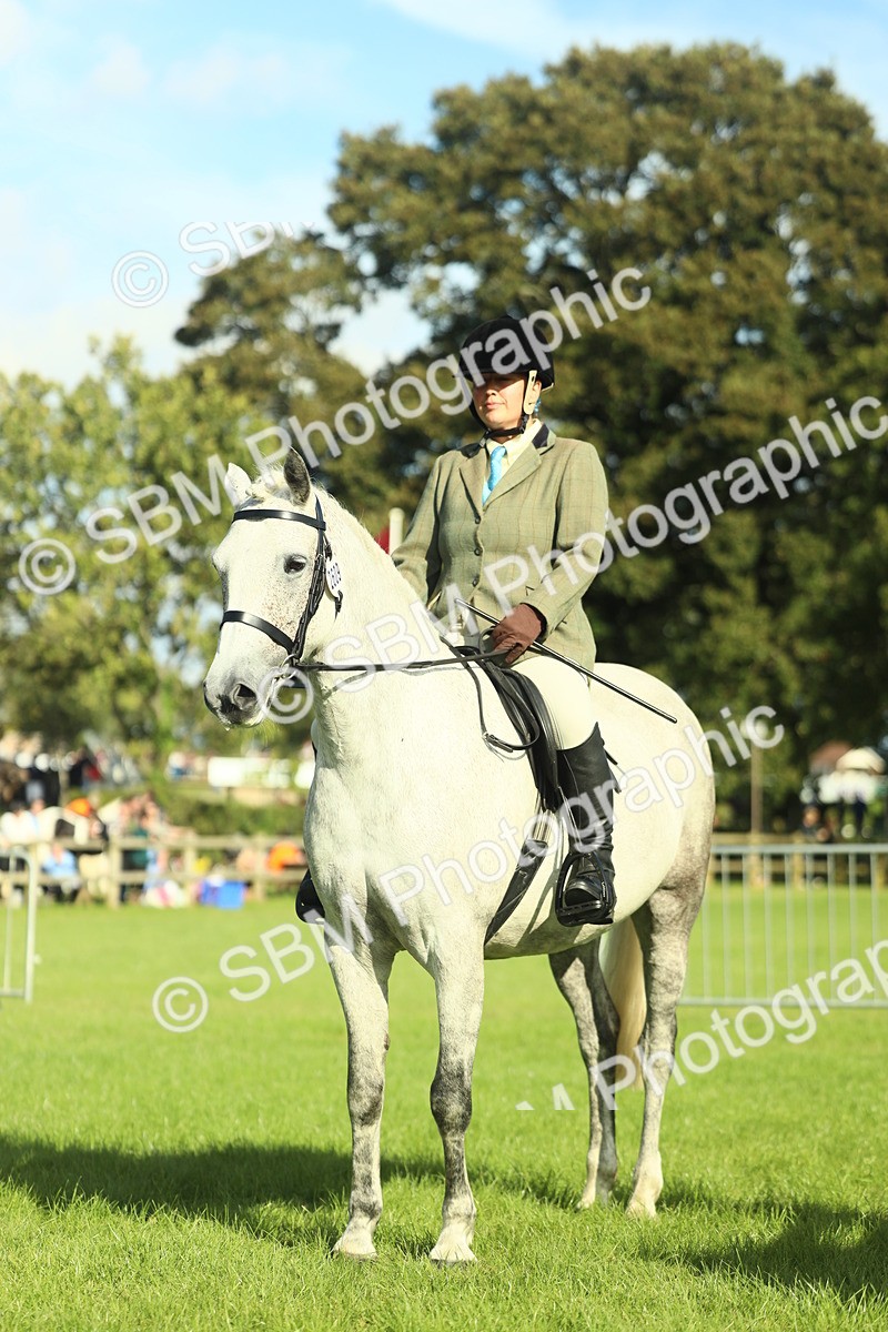 SBM_49873 - S32 - Novice & Newcomers Working Hunter