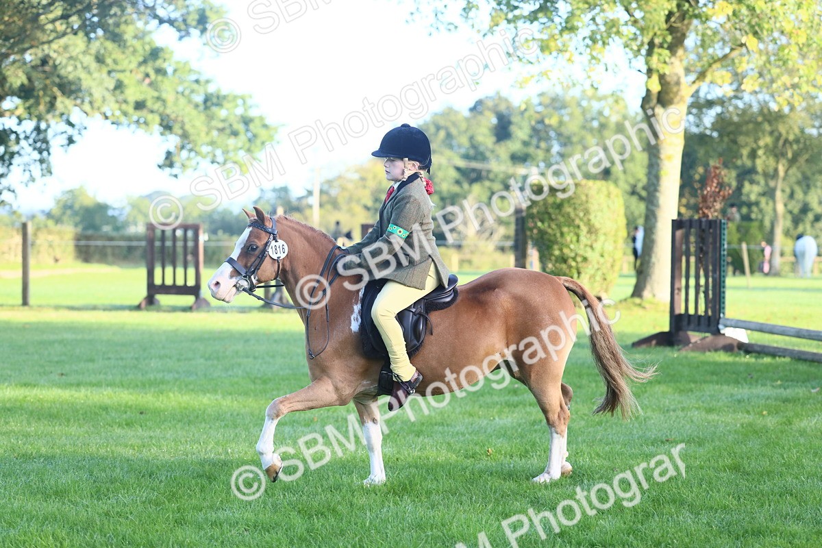 SBM_37233 - S29 - Novice & Newcomers Working Hunter Pony