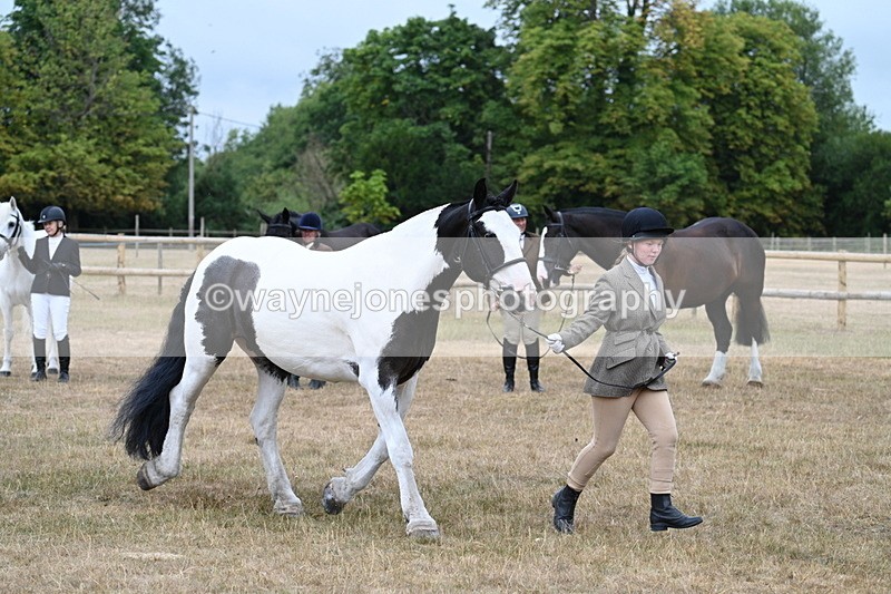 WJ7_9954 - Class 5a Most Handsome Gelding (above 14.2hh)