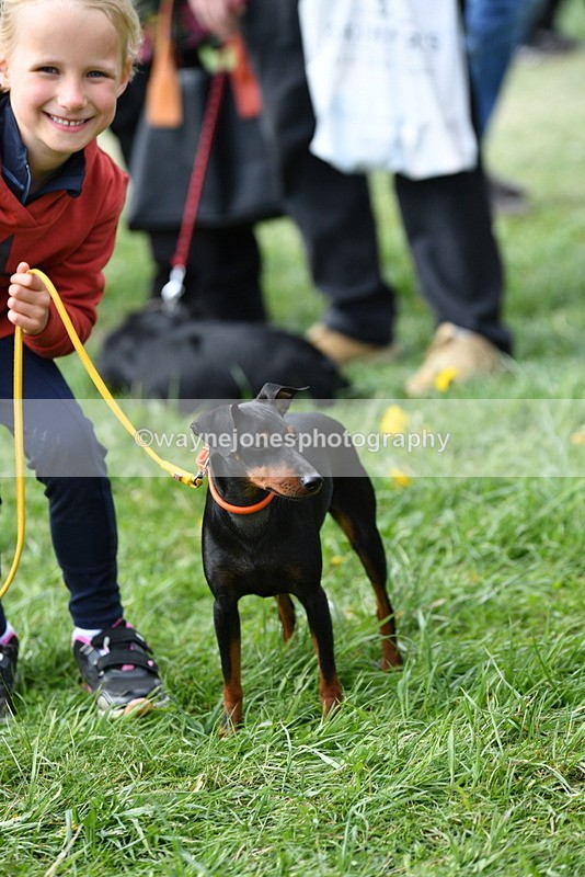 WJ5_0567 - Class 7 Best Terrier