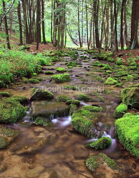  - Allegheny National Forest
