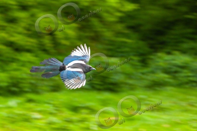 Magpie Pica pica 7201 - UK birds