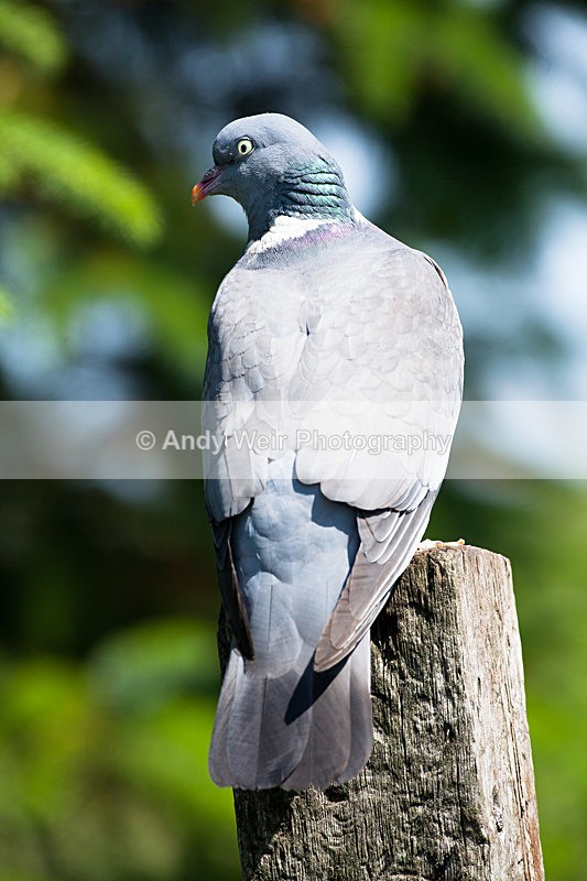 20130714-_MG_4626 - Pigeons & Doves