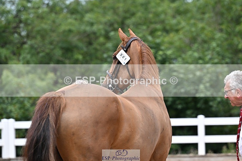 250716-133337-00571 - Trot Up 1.30 to 2.30