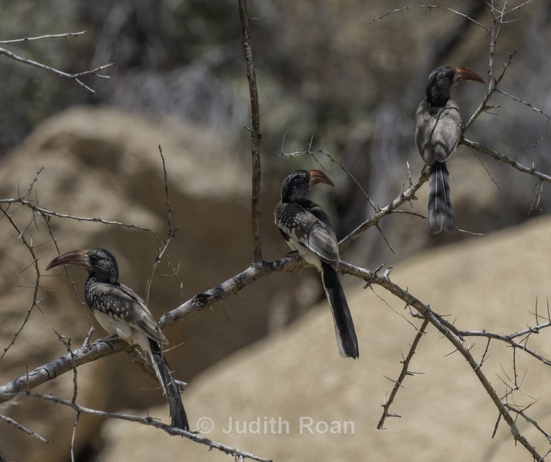Monteiro's Hornbill - Namibia 2022