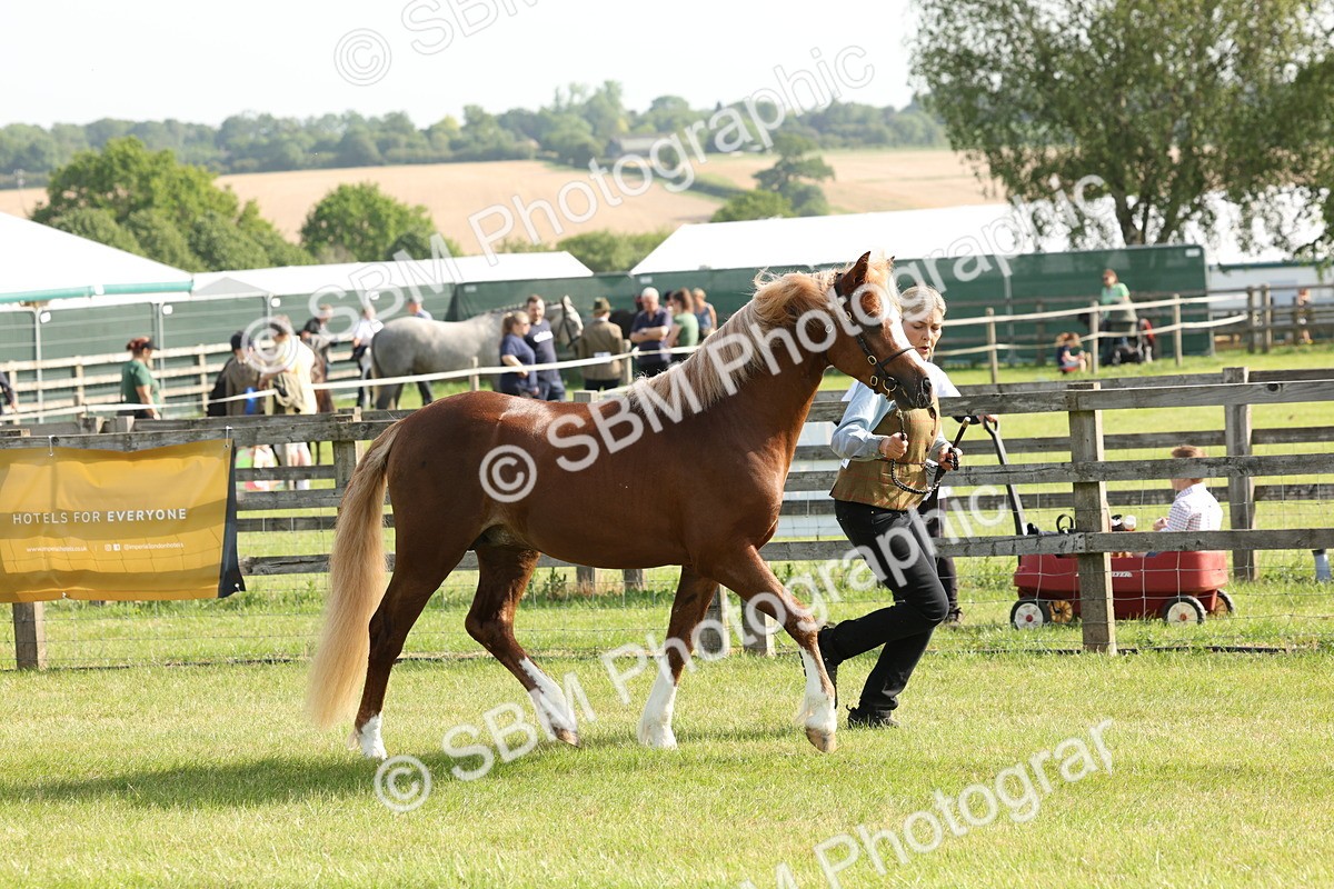 SBM_00674 - Class 6-13 - Mountatin and Moorland In Hand Welsh Breeds