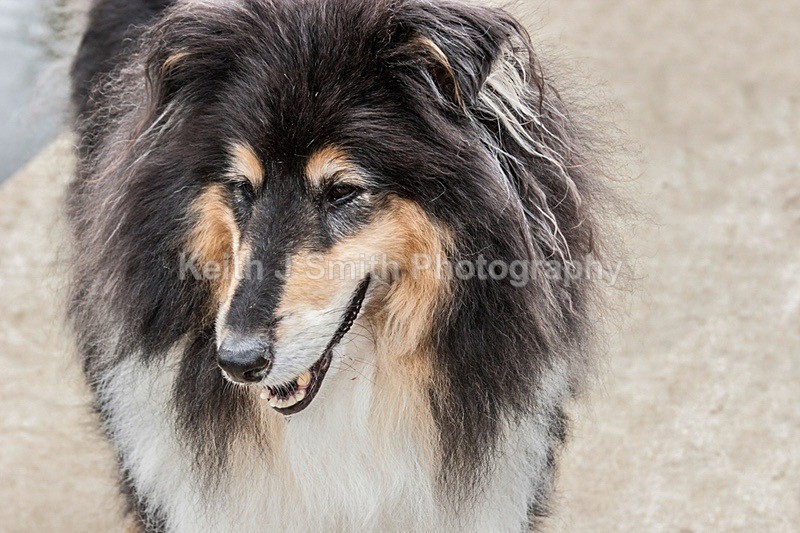 IMG_0354 - Dogs in Abington Park