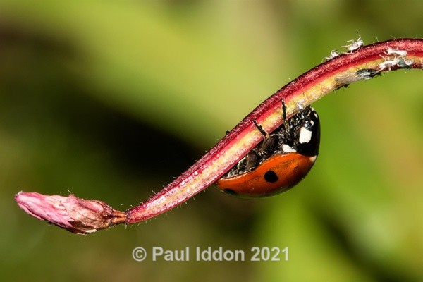 Ladybird Looking For Food - Macro