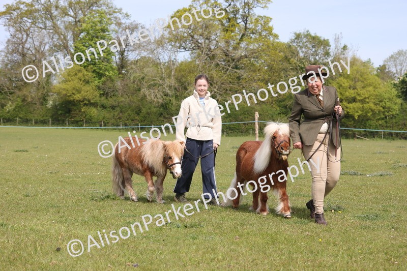 20260426-3137 - Class 26 - Shetland Ponies and Minitures