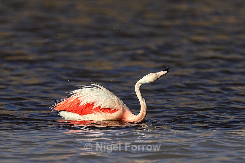 Chilean Flamingo shaking head, Machuca, Chile - Chilean Flamingo