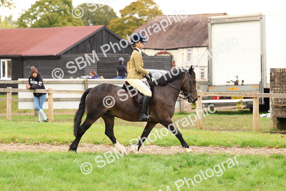 SBM_59891 - S36 - Rehabiliated Rescue Horse & Pony In Hand & Ridden