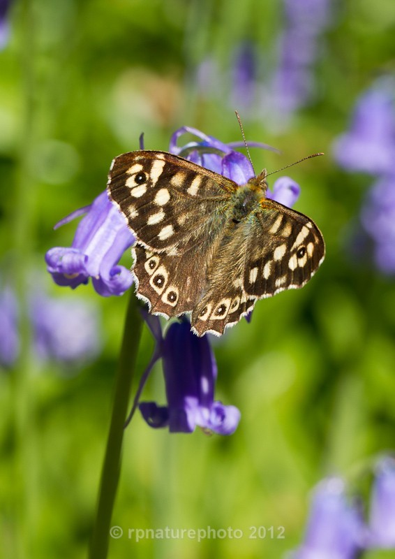 Speckled Wood - Pararge aegeria RPNP0673 - Insects & Spiders