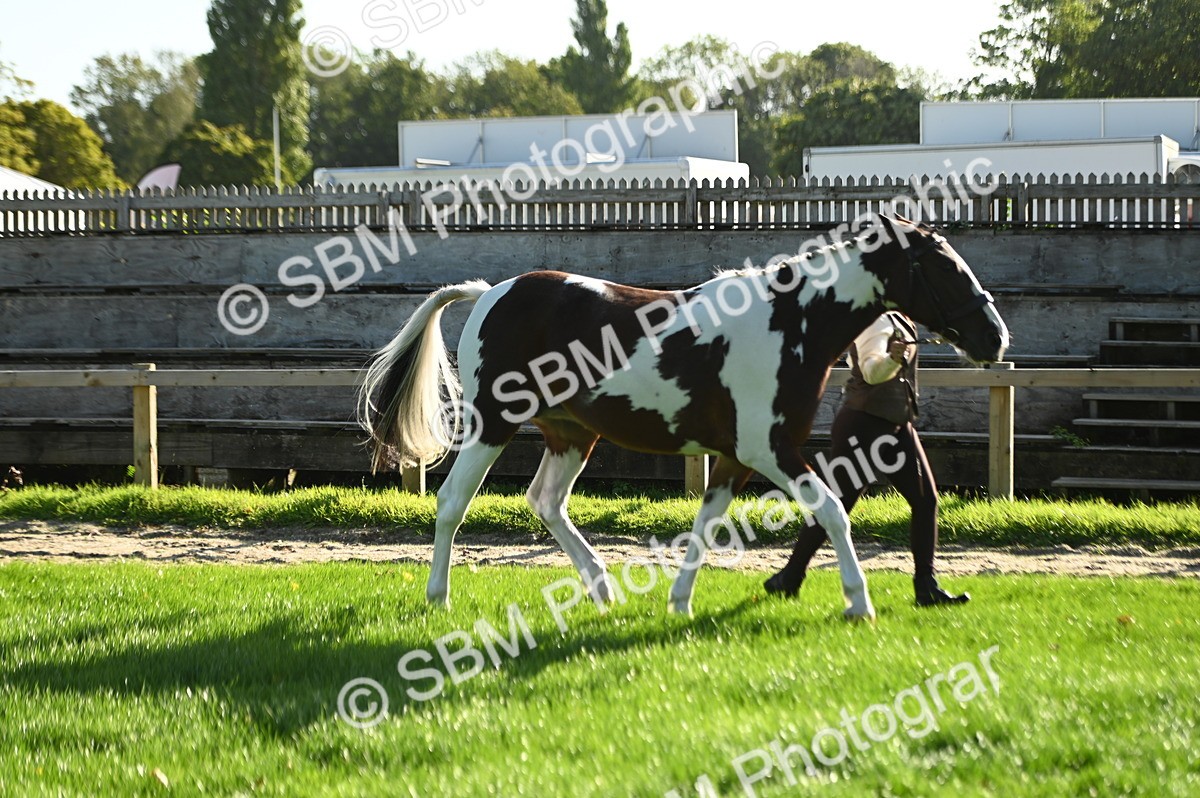 SBM_15794 - S1 - TSR in Hand Horse & Pony Showing
