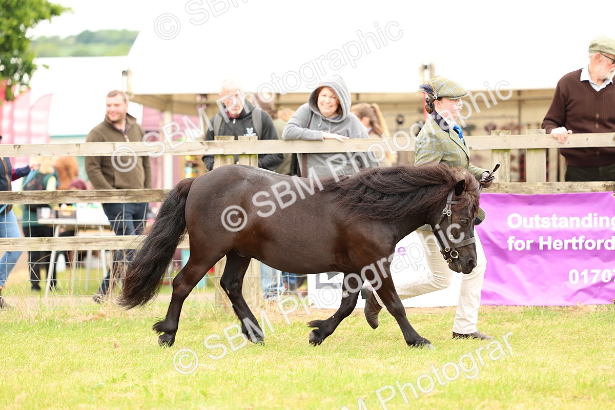 SBM_04346 - Class 64-67 - Shetland Pony In Hand