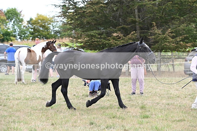 WJ6_6111 - Class 19 In-hand Veterans (Uploaded correct folder)