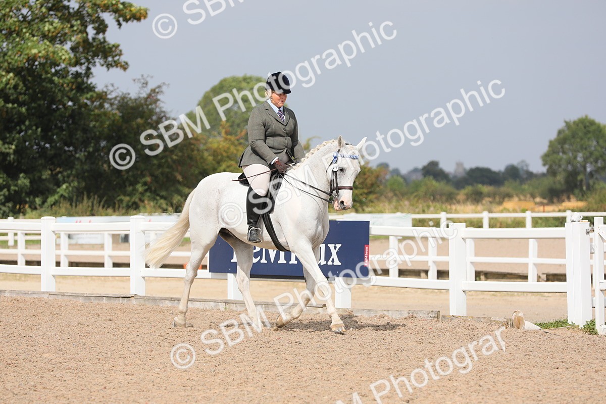 SBM_13338 - Class 308 Ridden Coloured Horse