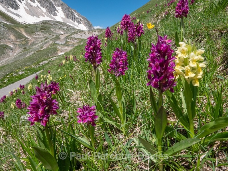 Elderflower Orchid (Dactylorhiza sambucina) - Wild Orchids - 1