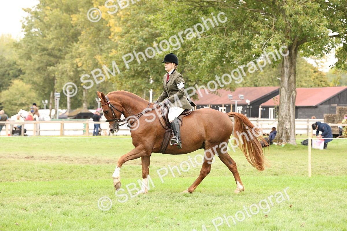 SBM_64233 - S65 - Riding Horse & Hack & Thoroughbred Ridden