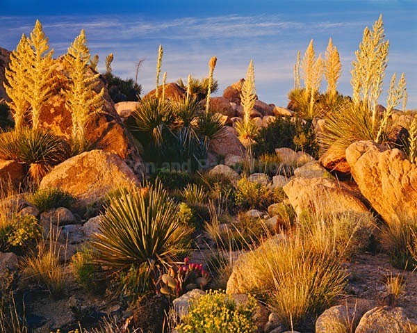 Istock #18920865 - Southwest Deserts