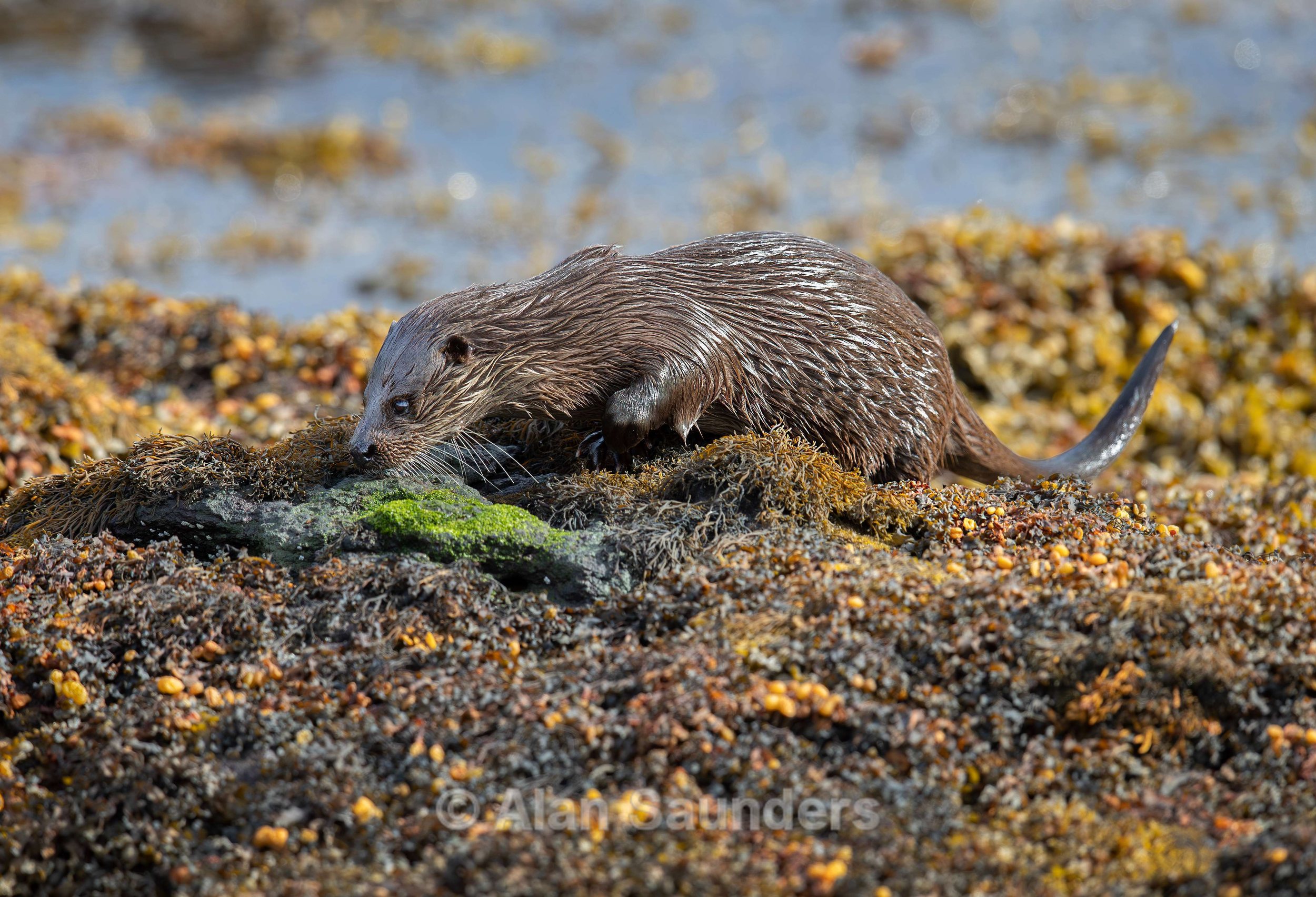 Eurasian Otter 23