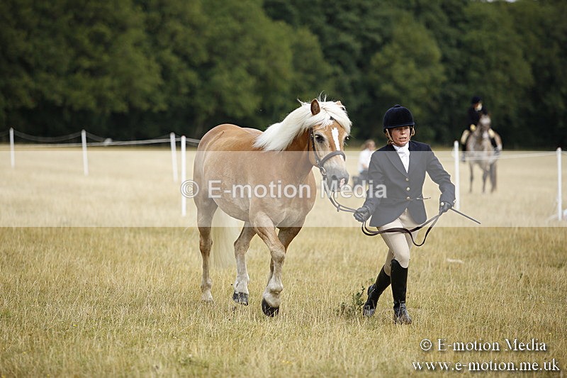 _C7A9436 - BVRC Sow 2018 Ring 2