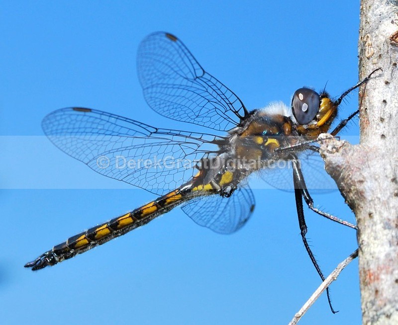 Spiny Baskettail - Dragonflies of Atlantic Canada