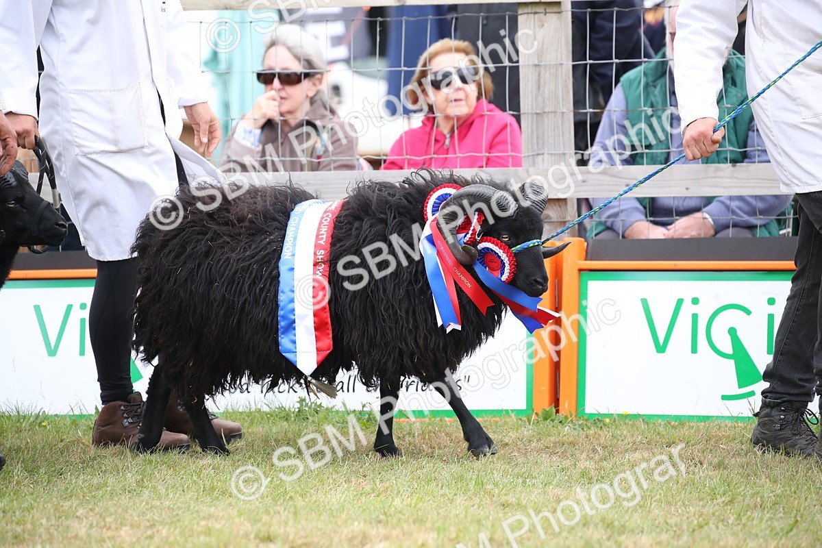 SBM_07776 - Grand Parade