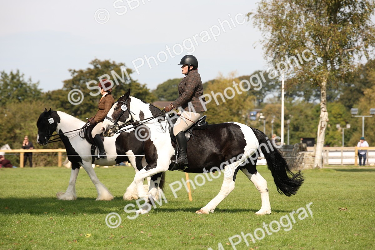 SBM_70093 - S65 - Piebald & Skewbald Horse Ridden