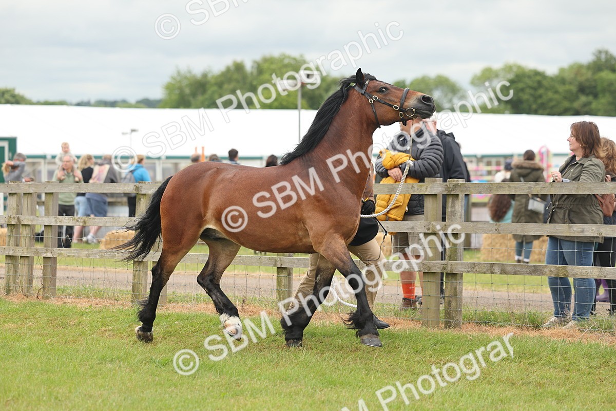 SBM_04955 - Class 50-57 - M&M Welsh Pony In Hand