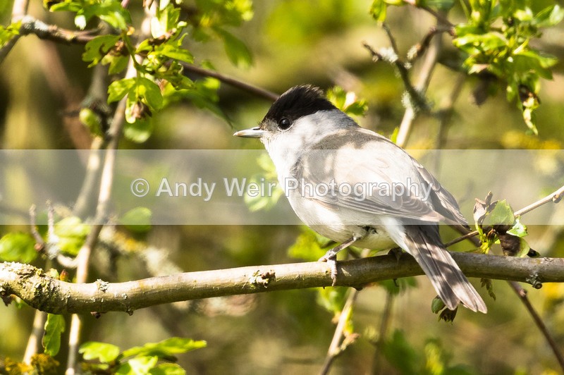 20160505-8E0A4653 - Blackcap