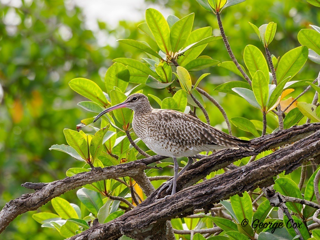 Whimbrel - Gambia 2025