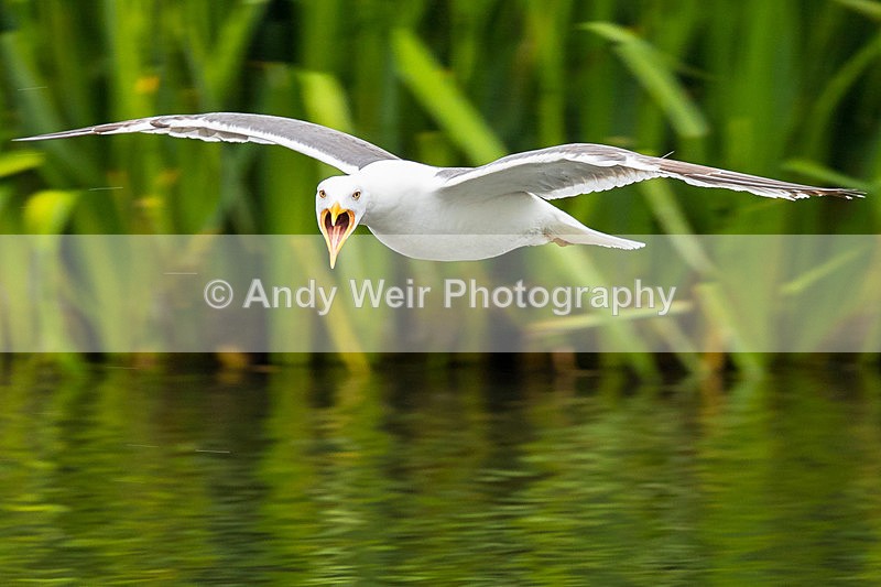 20150521-8E0A8959 - Gulls