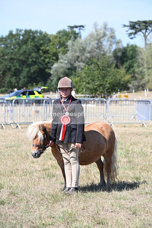 WJ6_8729 - Class 37b Best Loan Pony In-hand