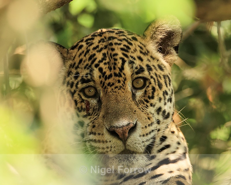 Jaguar looks down from tree, close view, Mato Grosso, Brazil - Jaguar