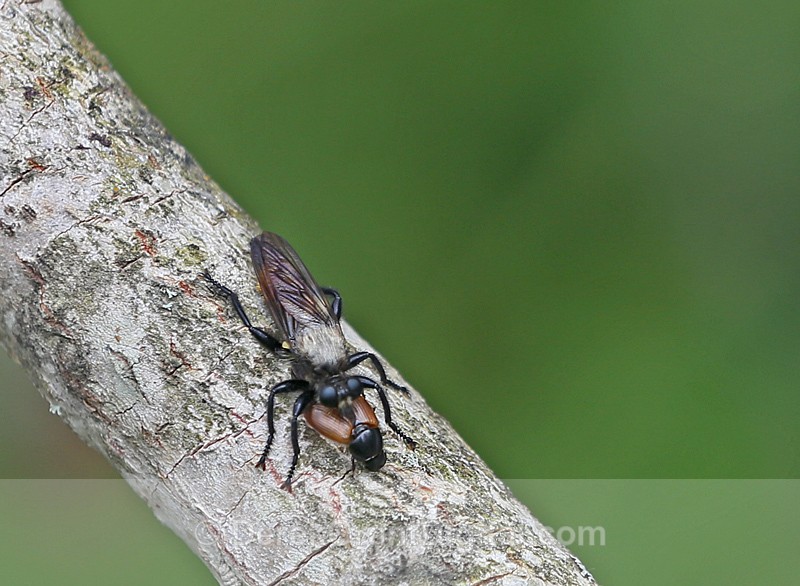 Laphria altitudinum - Bees, Beetles, Bugs