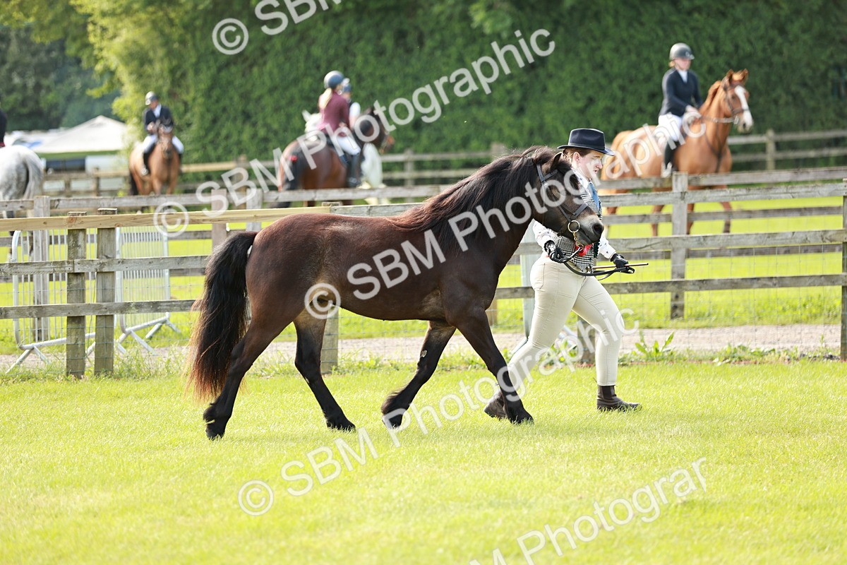 SBM_00636 - Class 14-23 - Mountain & Moorland In Hand Non Welsh