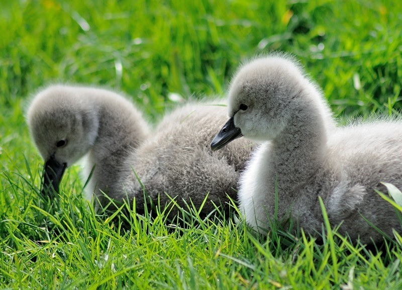 Week old Black Swan cygnets at Dawlish in South Devon - Dawlish and Black Swans