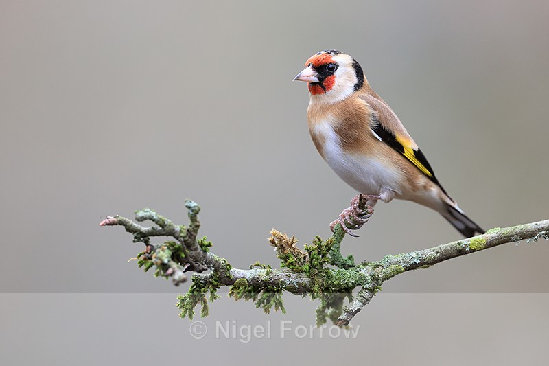 European Goldfinch perched, Otterbourne, Hampshire - Goldfinch