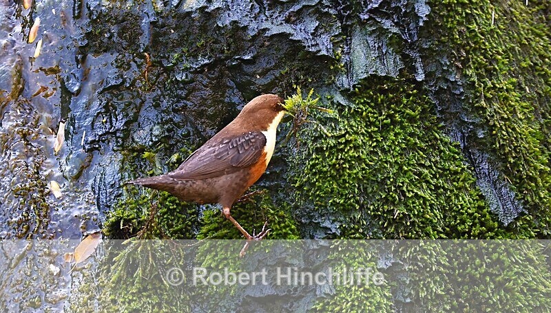 Dipper - United Kingdom