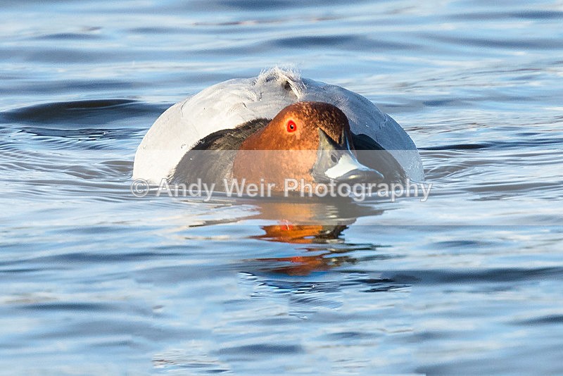 20150322-8E0A8502-3392 - Pochard