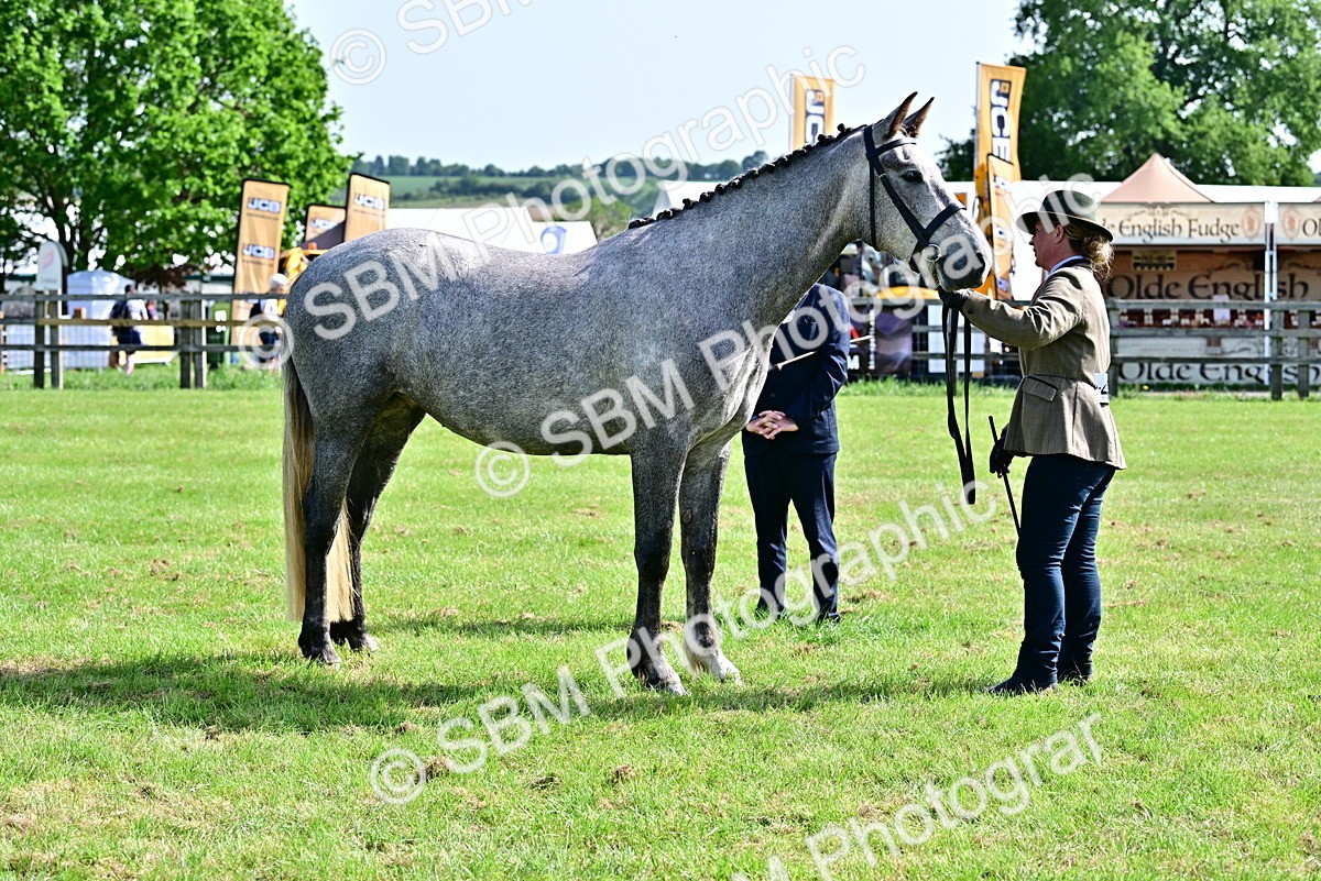 SBM_03330 - Class 50 - 54 Light Horse Breeding