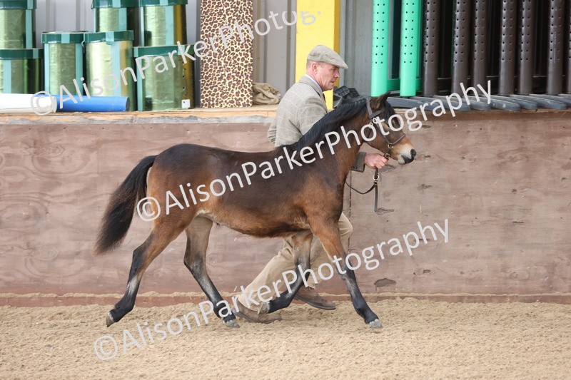 20251109-0472 - Class 17 - Foals