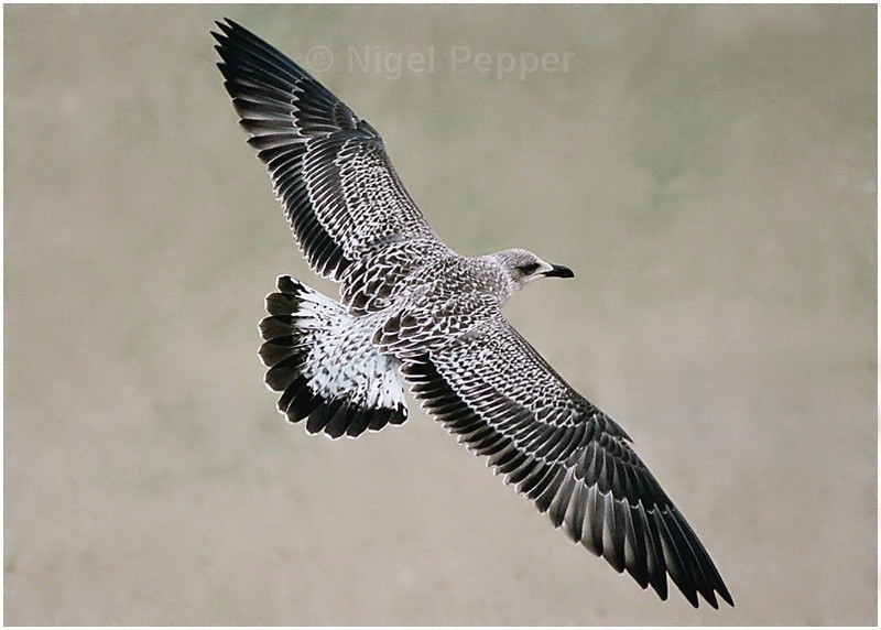 Juv. Lesser Black - Gulls