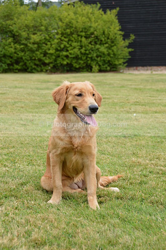  - Golden Retrievers