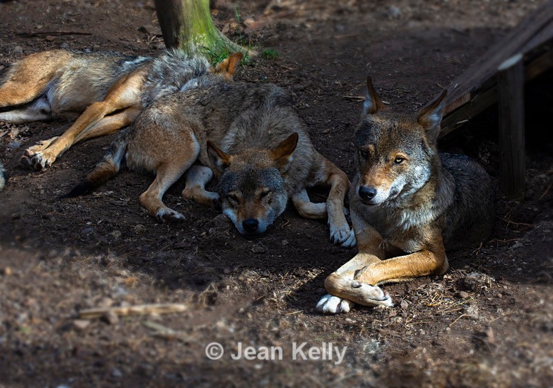Wolves - DSC_9843 - Wolves and Foxes