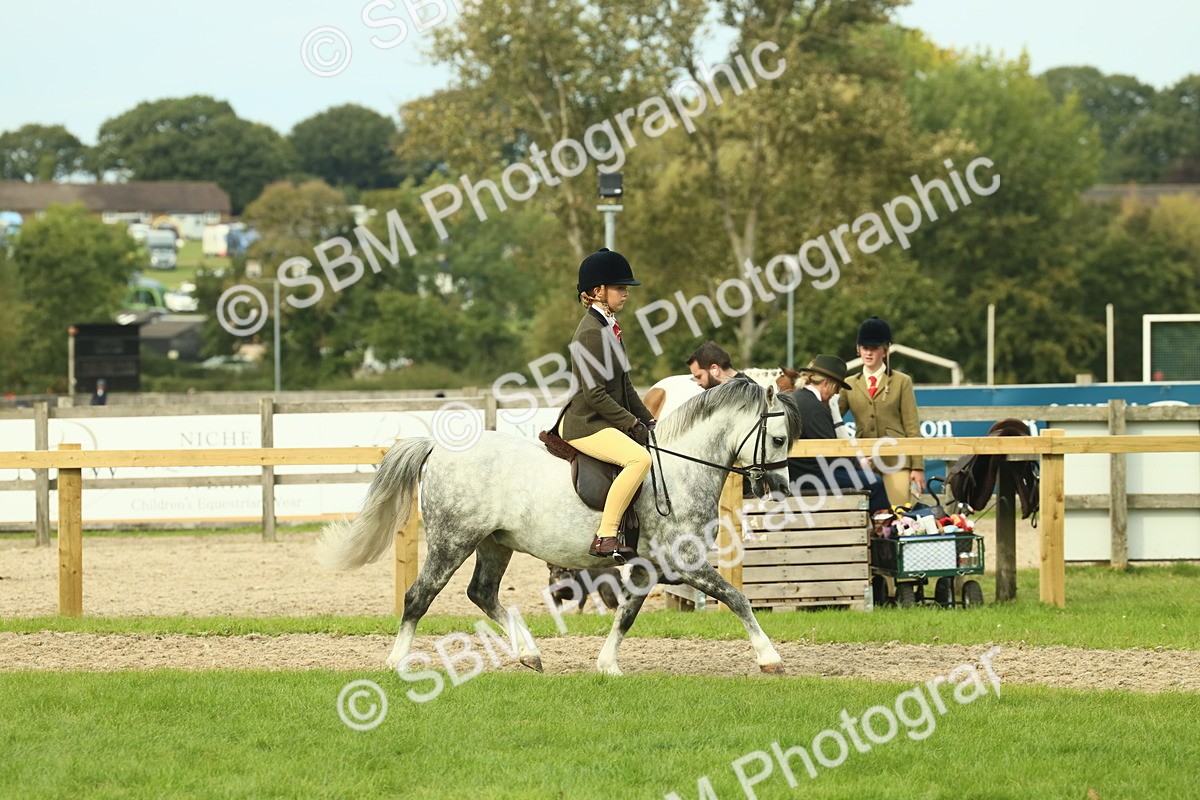 SBM_69845 - S59 - Mountain & Moorland Ridden Small Breeds